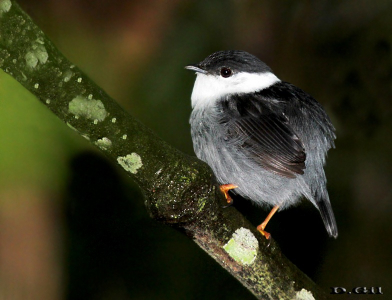 RENDEIRA (Manacus manacus)